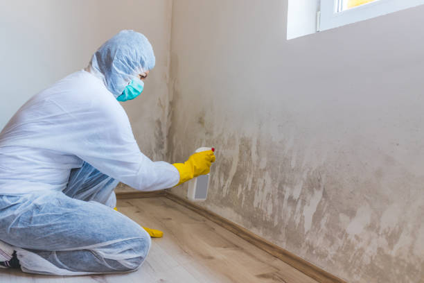 Black mold inspection in Greenville